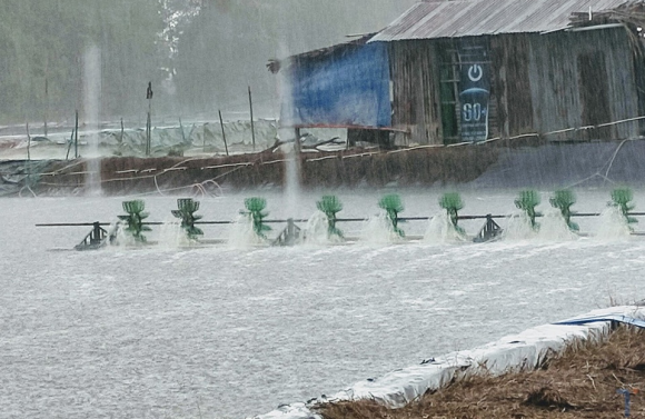 Kỹ thuật nuôi tôm khi thời tiết lúc nắng khi mưa
