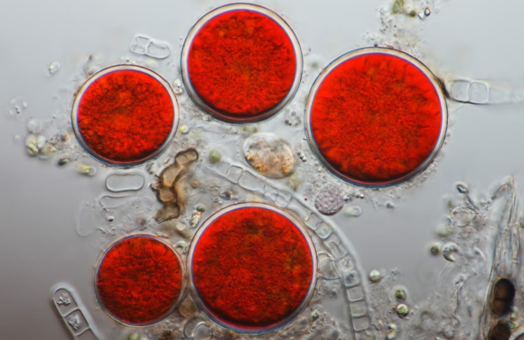 Thúc đẩy tảo H. pluvialis tăng sản xuất astaxanthin và lipid