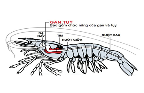 Để gan tụy tôm không bị tổn thương