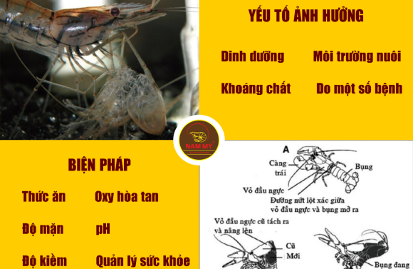 Chăm sóc tôm giai đoạn lột xác và các yếu tố ảnh hưởng