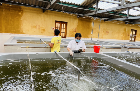 Hướng dẫn kỹ thuật nuôi tôm nước lợ thâm canh, bán thâm canh