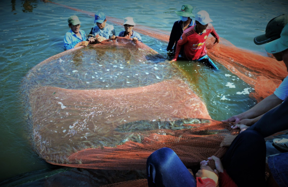 Giá tôm thương phẩm đầu năm tăng khá