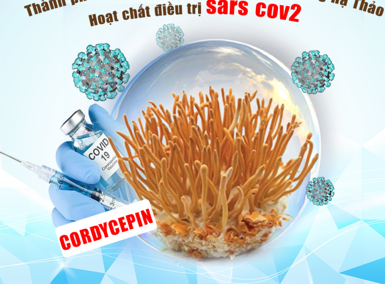 THÀNH PHẦN CODYCEPIN TRONG ĐÔNG TRÙNG HẠ THẢO CÓ THỂ ĐIỀU TRỊ SARS COV2